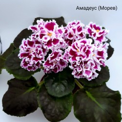 Амадеус (Морев)